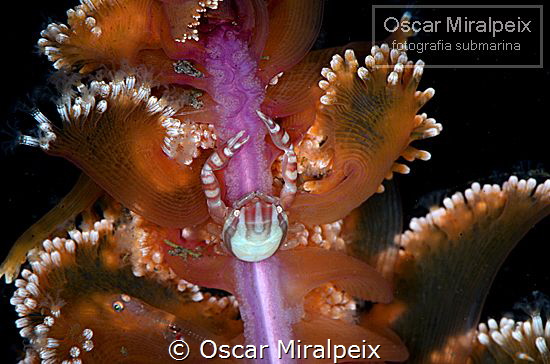 porcelain crab by Oscar Miralpeix 
