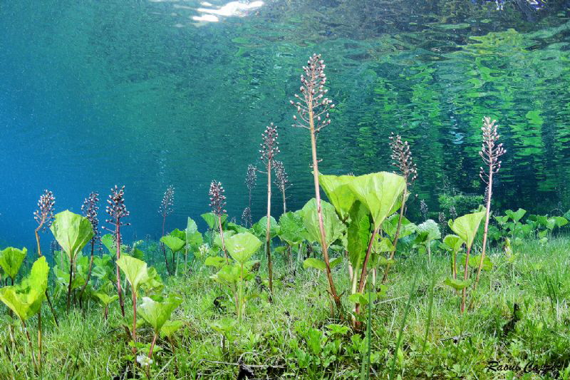 Meadow in water by Raoul Caprez 
