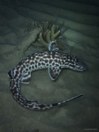 Coral Catshark at night. by Kf Leong 