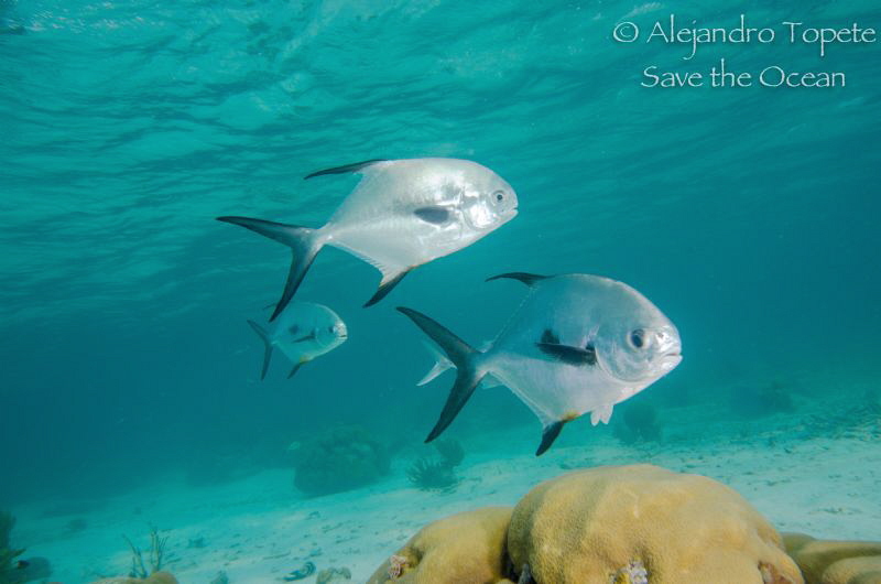 Palometas, San Pedro Belize by Alejandro Topete 
