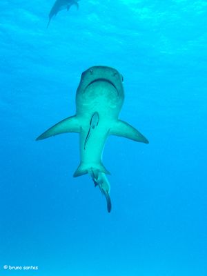 Whitetip Reef Shark - Sony DSC-P9 with Sony Housing. by Bruno Santos 