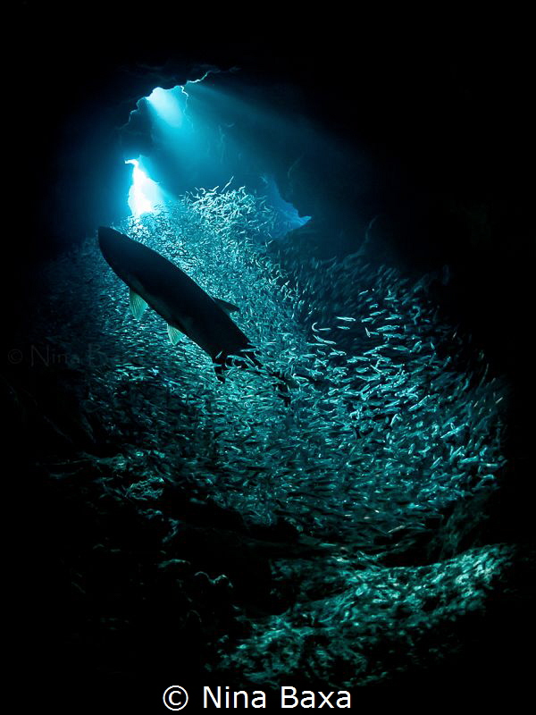 Plunge. by Nina Baxa 