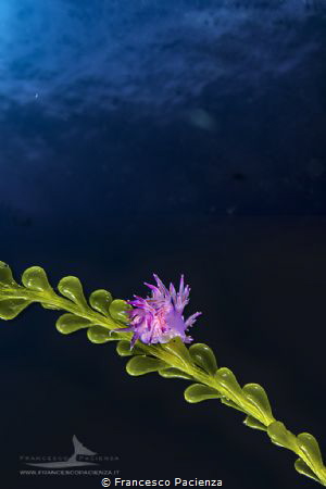 [:b:]Pink in the blu[:/b:] by Francesco Pacienza 