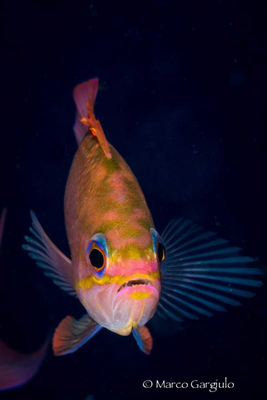 Anthias anthias by Marco Gargiulo 