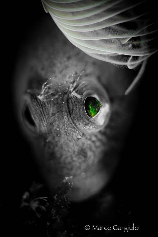 Green Eyes by Marco Gargiulo 