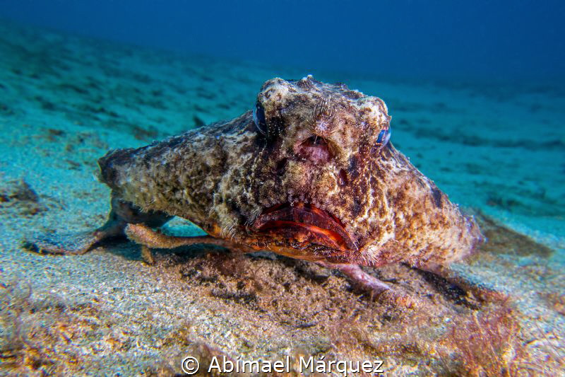 Batfish by Abimael Márquez 