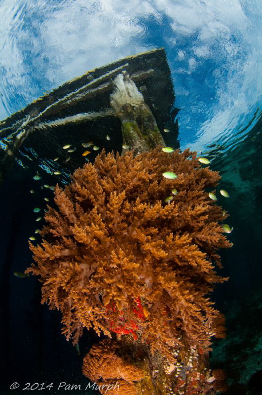 LIfe Under the Jetty.  Aborek Jetty, Raja Ampat, Indonesia by Pam Murph 