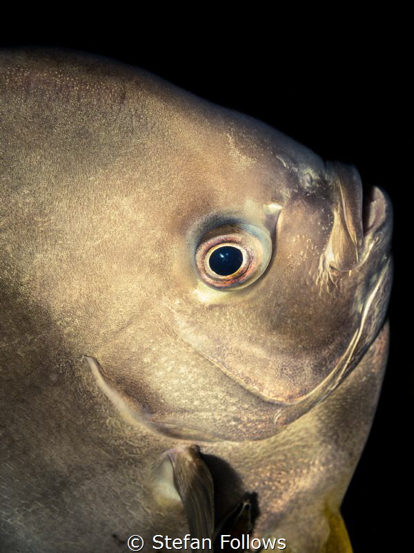 That Awkward Moment When ... ? Longfin Batfish - Platax t... by Stefan Follows 