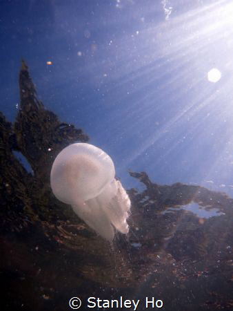 snorkeling in Hong Kong by Stanley Ho 