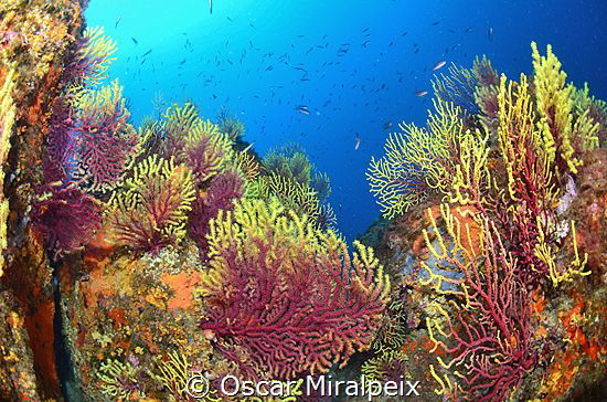 mediterranean colors by Oscar Miralpeix 