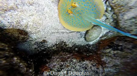 Taeniura lymma @ Perhentian Island, Malaysia by Daniel Douglas 