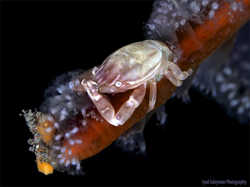 Crab with EGGS (Lissoporcellana) by Iyad Suleyman 