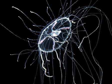This a white cross hydromedusa that I stumbled across in ... by Zaid Fadul 