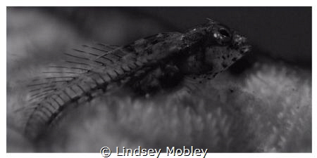 This little dude would not stay still. by Lindsey Mobley 