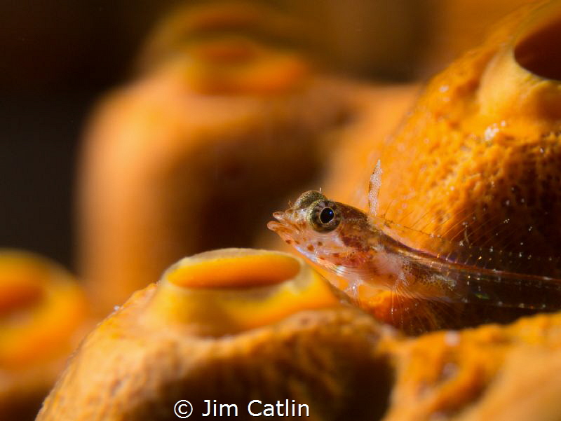 Flagfin blenny on orange sponge by Jim Catlin 
