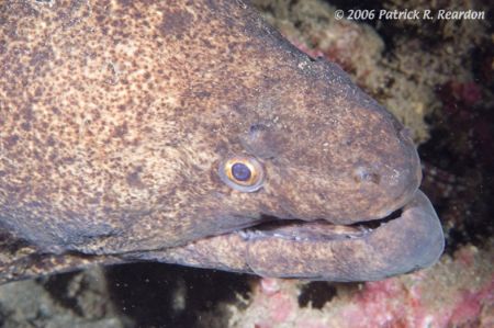 Full frame of a large yellow margin moray. D100, 105mm le... by Patrick Reardon 