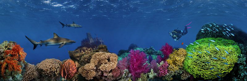 the dream dive by Paul Colley 