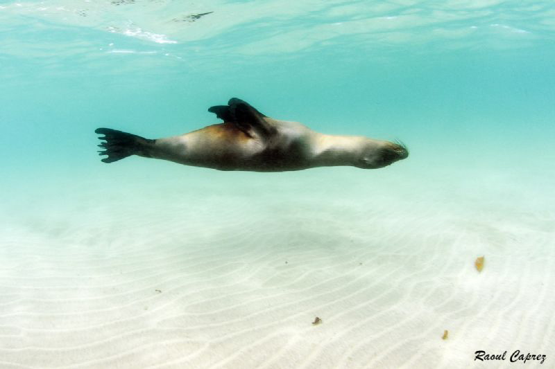 Relax by Raoul Caprez 