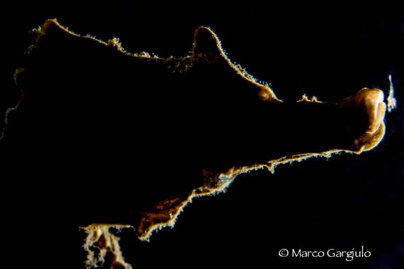 Hyppo in backlight by Marco Gargiulo 