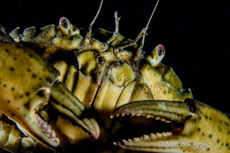 Crab by Marco Gargiulo 
