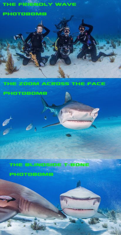 Photobomb from tiger beach by Ken Kiefer 