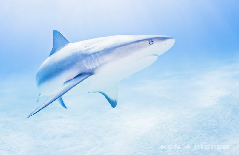 Reef Shark amongst Tigers 

I am a big fan of the sleek... by Ken Kiefer 