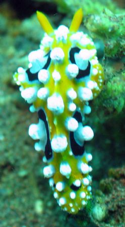 Taken at Bli, Indonesia by Dennis Siau 