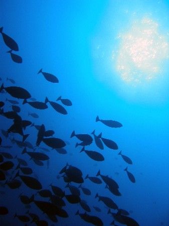 Reef at Marsha Shagra by Wijnand Plekker 