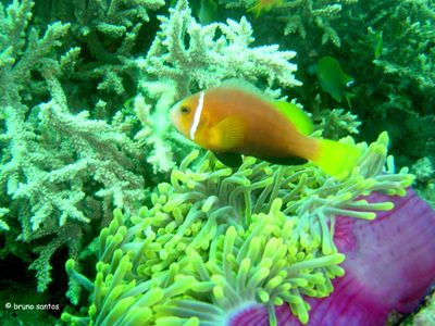 Blackfoot Anemonifish - Maldives - Dez 2005 - Sony DSC-P9 by Bruno Santos 