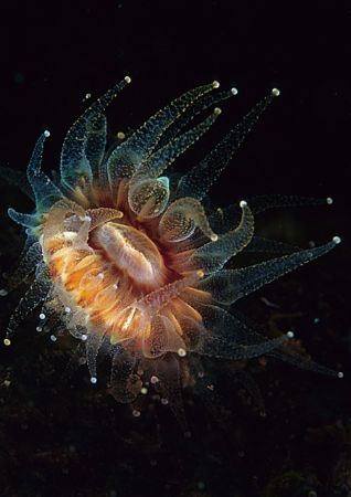 Cup coral.
Calve Island, Sound of Mull.
F90X, 60mm. by Mark Thomas 