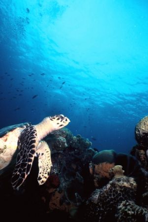 "Hawksbeautiful" in Bonaire. by Erich Reboucas 