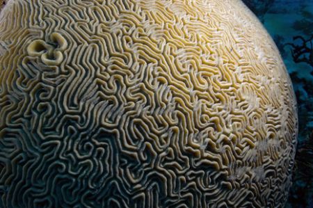 A new planet found in Turks & Caicos by Andy Lerner 