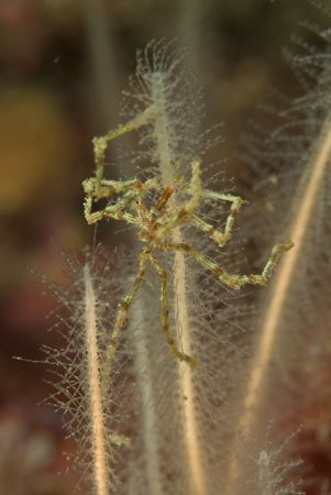 Sea spider, Scotland 60mm,twin flashguns. by Derek Haslam 