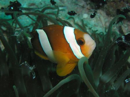 Three-band anemonefish, watching at the anemonefish getti... by Tony Otion 