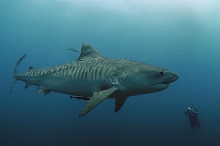 Female Tiger Shark,natural light, what an awesome animal! by Roger Horrocks 
