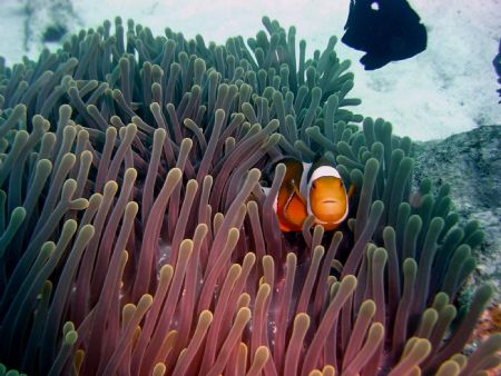nemo by Ryan Stafford 