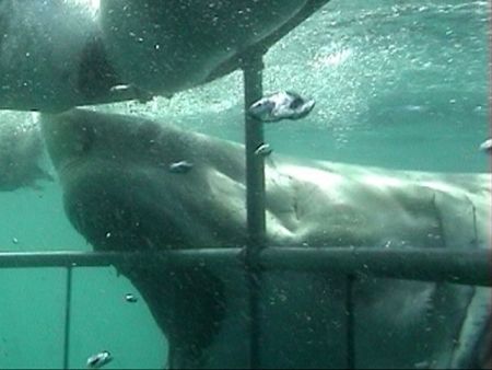 Shark Attack. Great White attacking cage whilst cage-divi... by Peter Fields 
