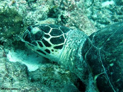 Turtle - Maldivas - Jan 2006 - Sony DSC-P9 by Bruno Santos 