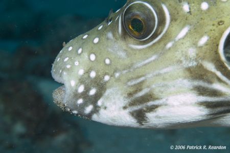 Caught this puffer right after a mal. No manners at all. ... by Patrick Reardon 