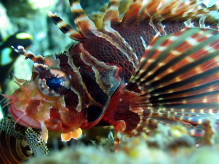 Taken at Bli, Indonesia by Dennis Siau 