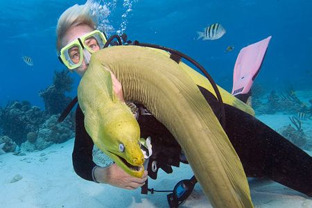 Say hello to my little friend.
Diver and friendly green ... by Stuart Spechler 