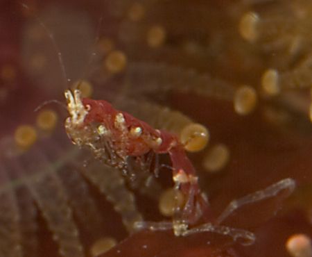 Tiny ghost shrimp,Scotland. by Derek Haslam 