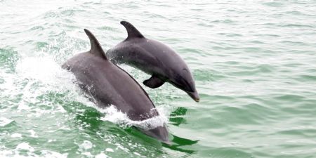 This image was taken on a dolpin cruise in clearwater, FL. by Juliana Metzger 