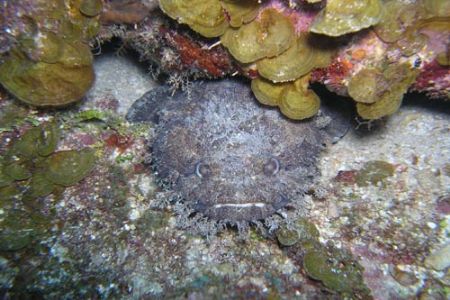 This 'toadie' fish seems to be saying 'cheese' while his ... by Anita Moos 