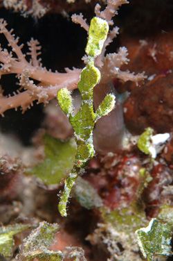 Ghostpipefish.D70,105mm.
Kapalai,Sabah,Malaysia by Frankie Tsen 