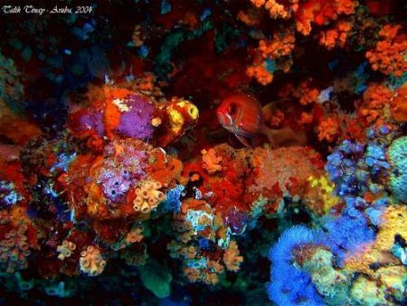 I loved all these colorful corols and a single big eyed! by Talih Tinay 