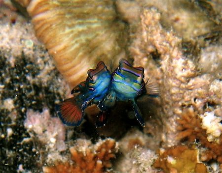 Mandarin Fishes spawning at dusk with a Canon Ixus500 at ... by Alex Lim 