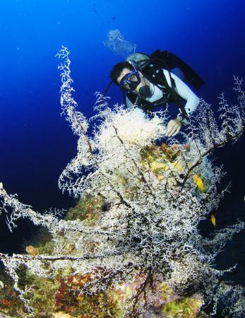Diving in a deep blue canyon with walls covered in basket... by Fiona Ayerst 