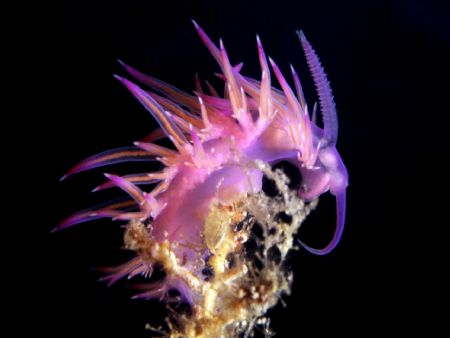 Flabellina affinis - Mar mediterraneo - Isola di Giannutr... by Mauro Serafini 