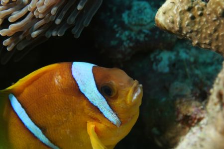 Anemonefish,Red Sea. by Richard Goluch 